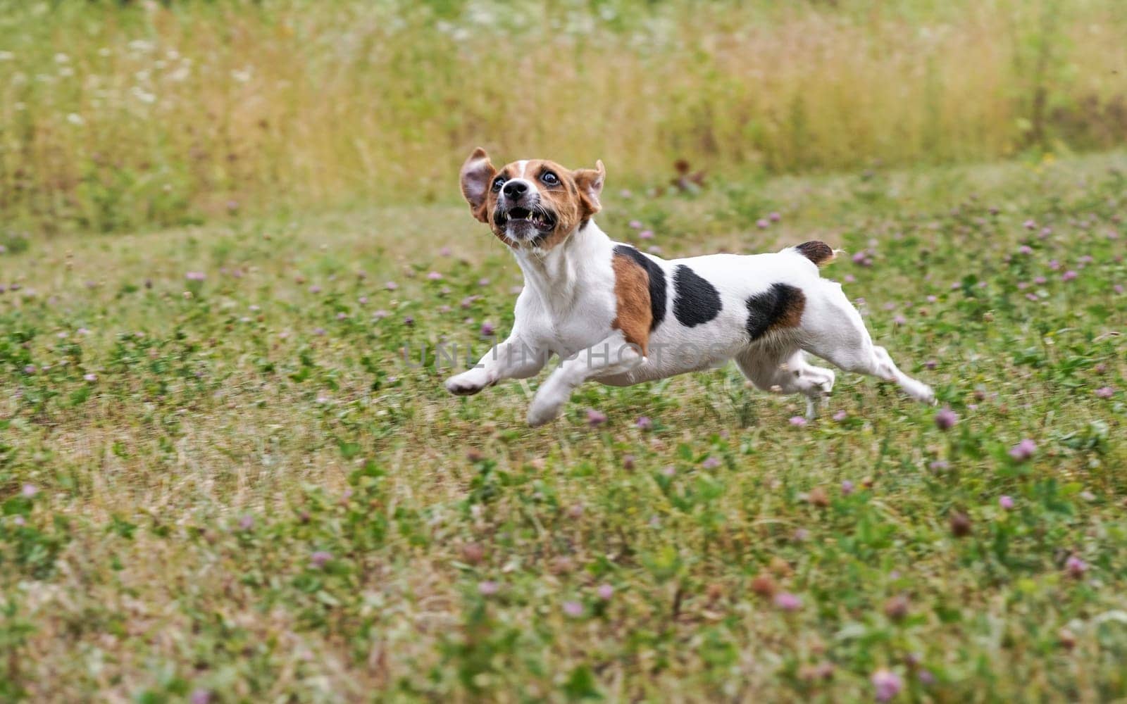 Jack Russell terrier running fast on grass meadow, mouth open, head looking up at the ball thrown to her