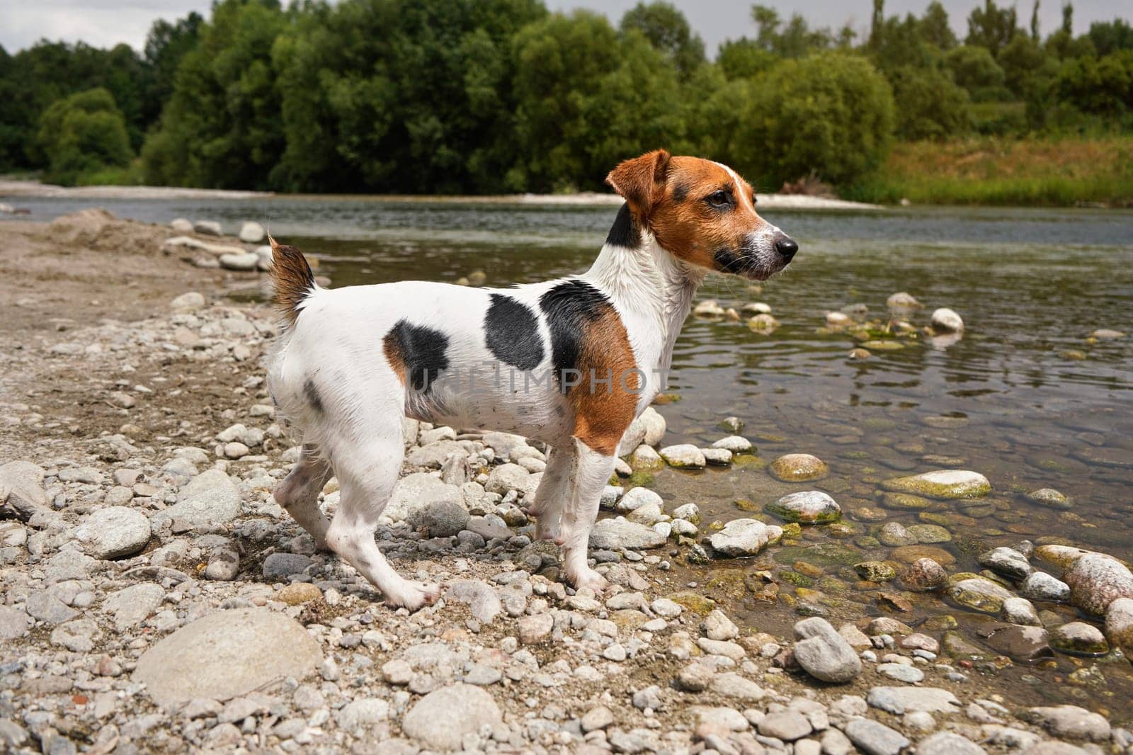Small Jack Russell terrier dog standing by the river. her fur wet and dirty from swimming