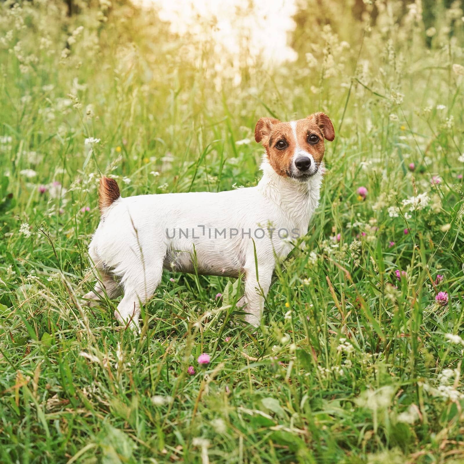 Jack Russell terrier dog standing in grass with flowers, her fur still wet from swimming, afternoon sun shines background by Ivanko