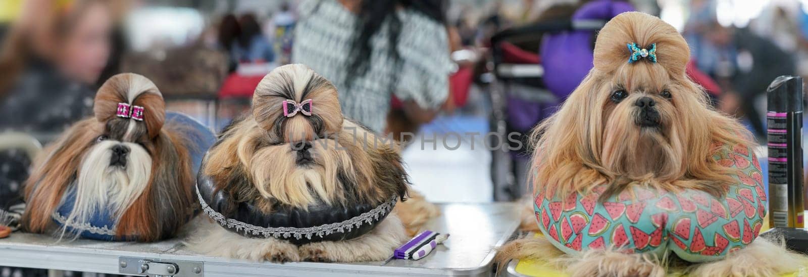Group of Shih Tzu dogs, sitting on pillows, hairs getting groomed, colourful glittering bow clips top, at dog show contest by Ivanko