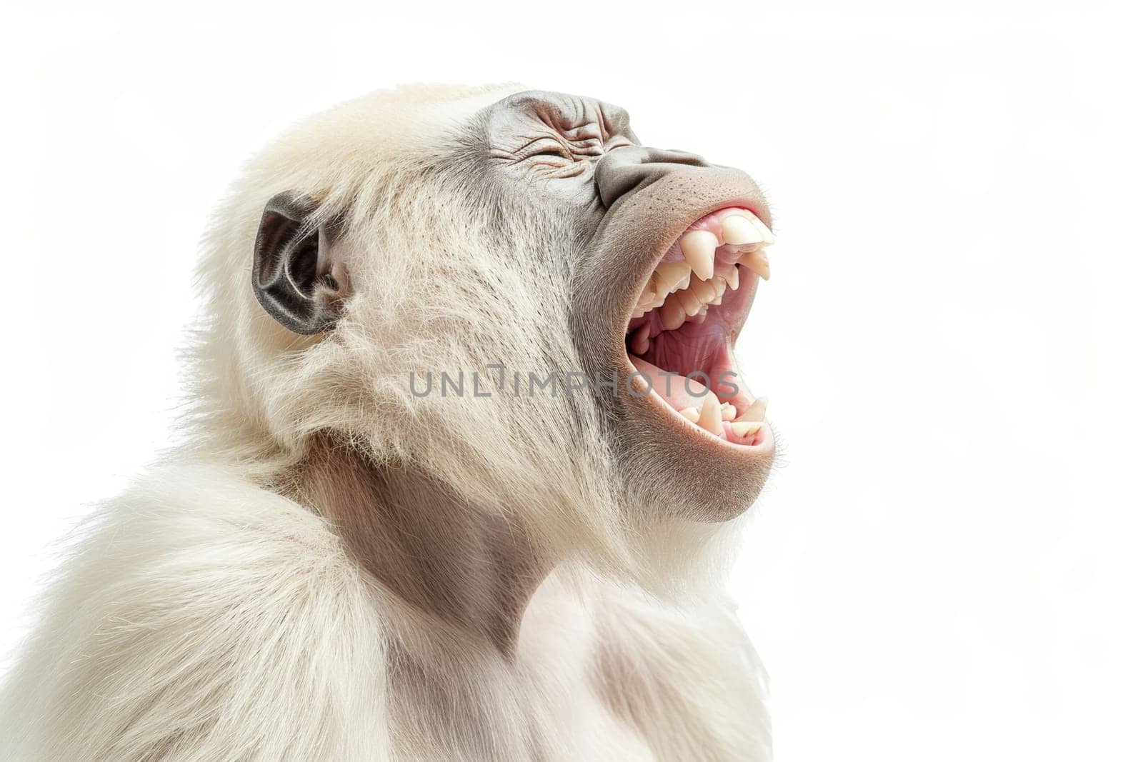 A white screaming monkey highlighted on a white background.