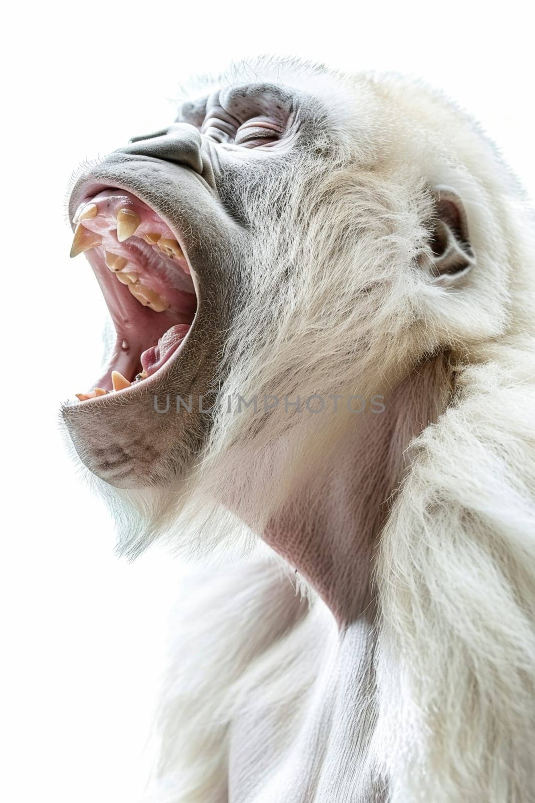 A white screaming monkey highlighted on a white background.