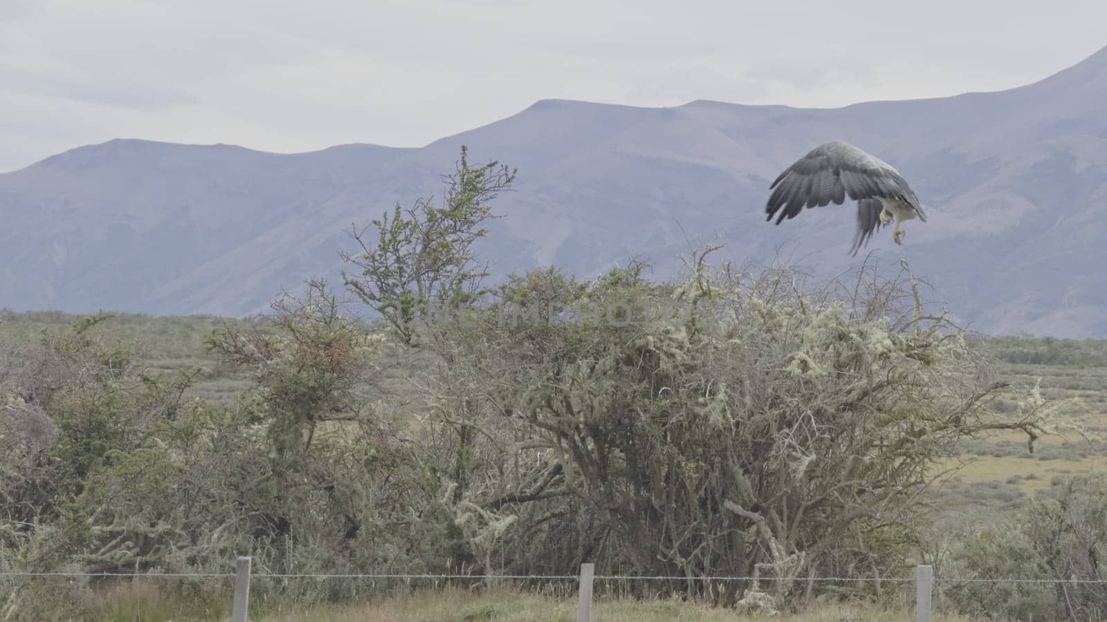 Majestic Black-chested Eagle Taking Flight from Bush by FerradalFCG