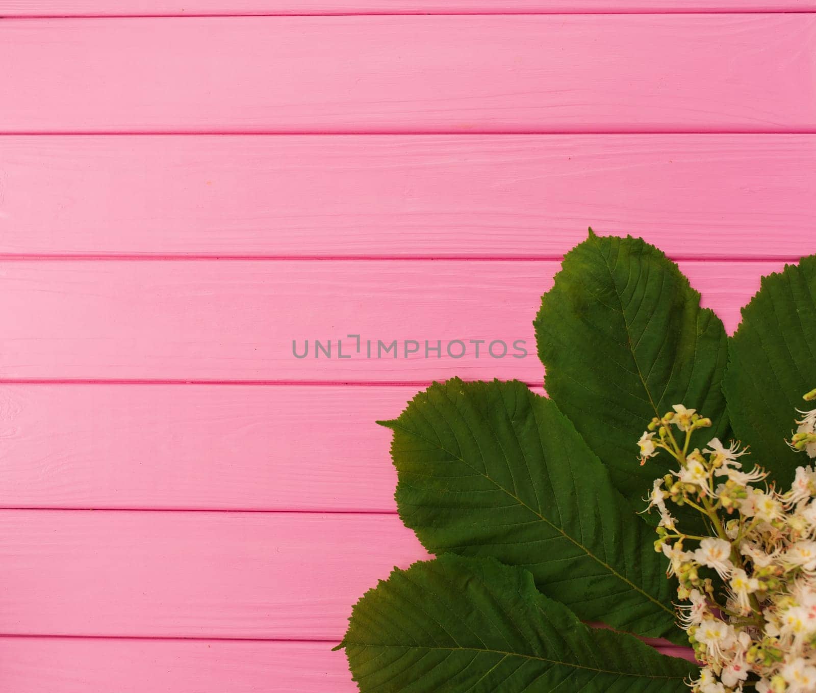 Summer abstract background mockup template free copy space text pattern sample top view above on pink wooden board. blank empty area for inscription. corners flowers borders frames chestnut leaves