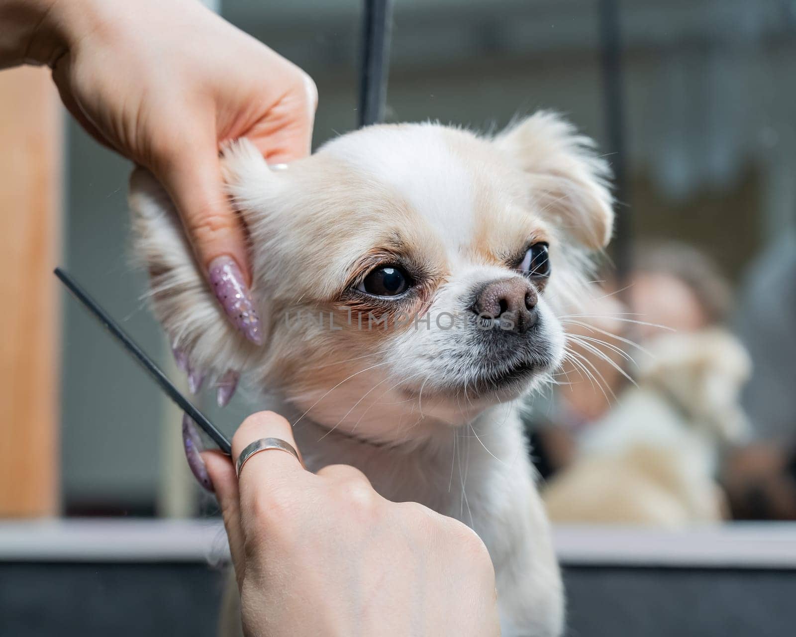 Woman cutting cute shorthair chihuahua dog in grooming salon. by mrwed54