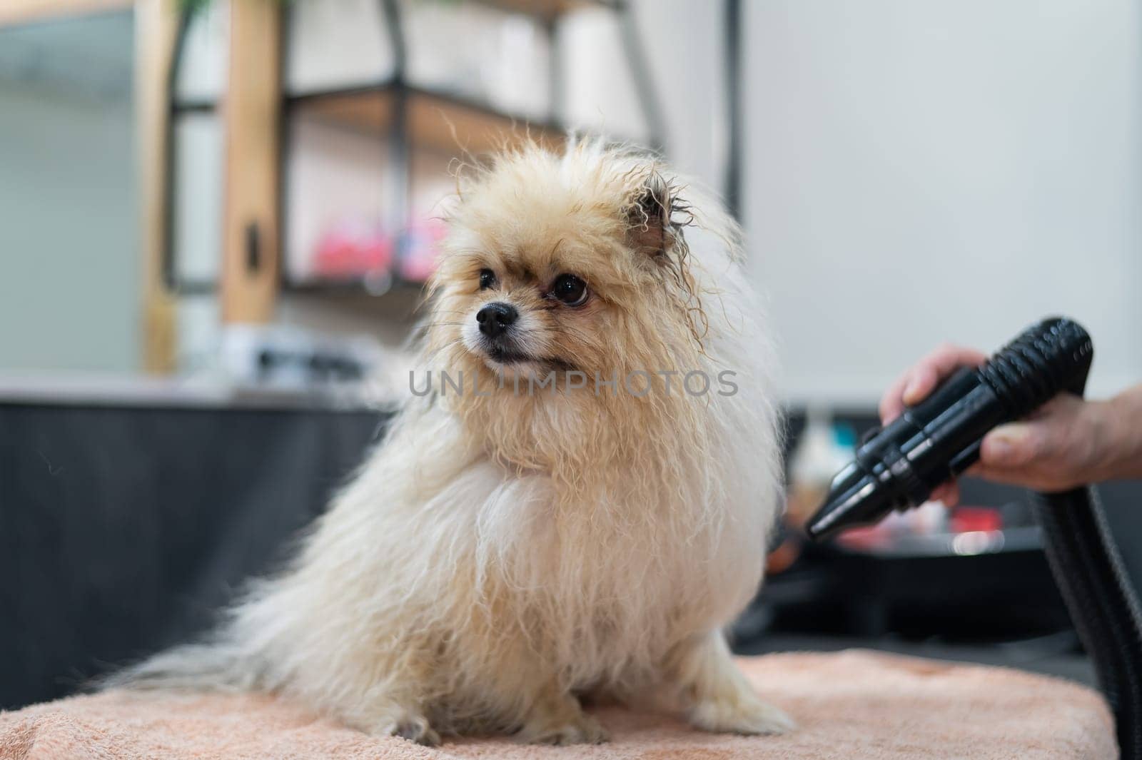 A woman dries a Pomeranian with a hair dryer after washing in a grooming salon
