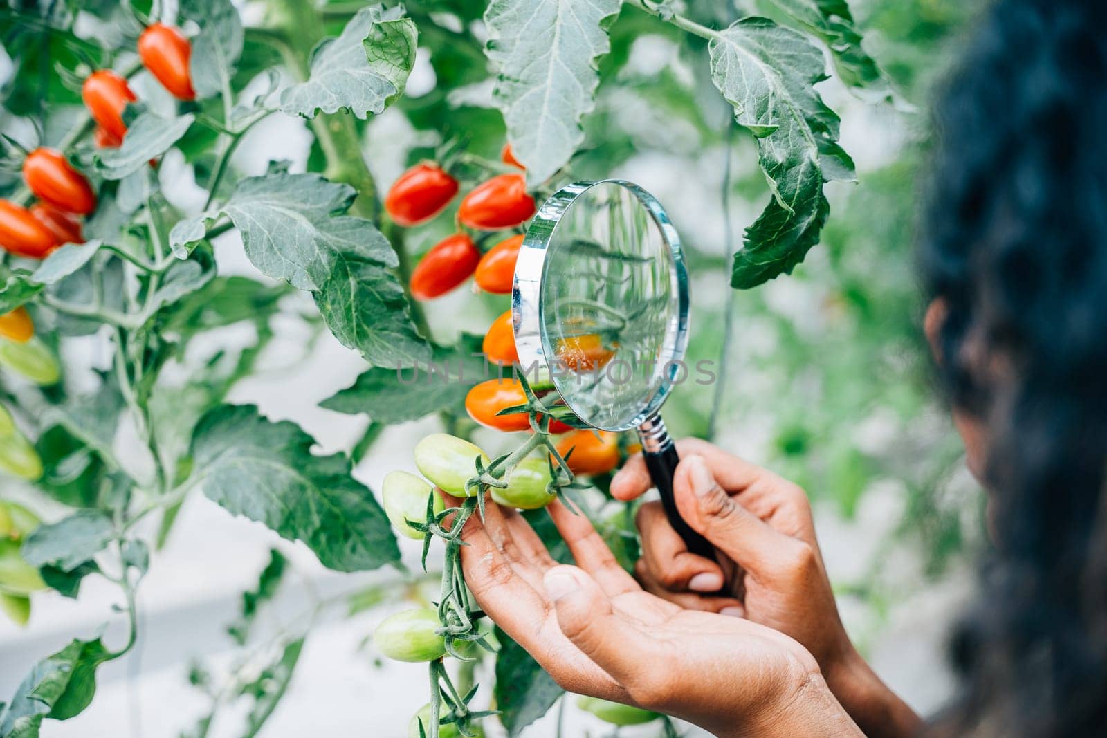 Close-up of a young woman farmer using a magnifying glass to examine tomato quality in a greenhouse by Sorapop