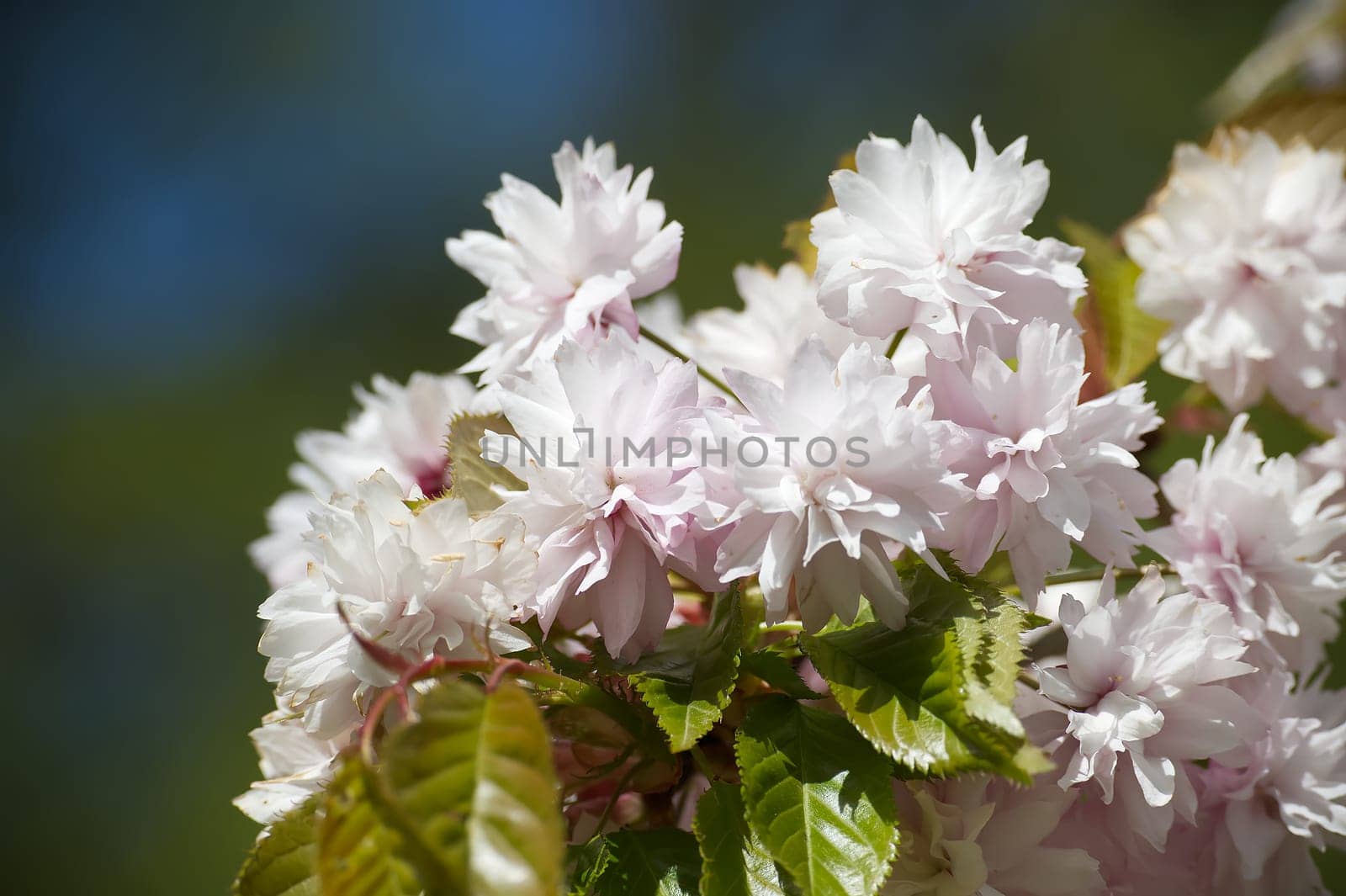 Branch of blossoming pink sakura against blue sky. Spring blossom background with free copy space
