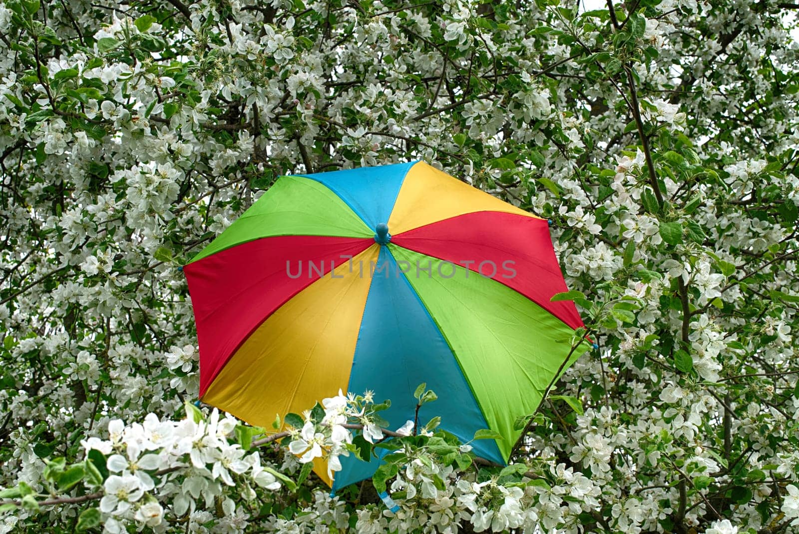 Rainbow umbrella among flowering apple white blossoms by NetPix