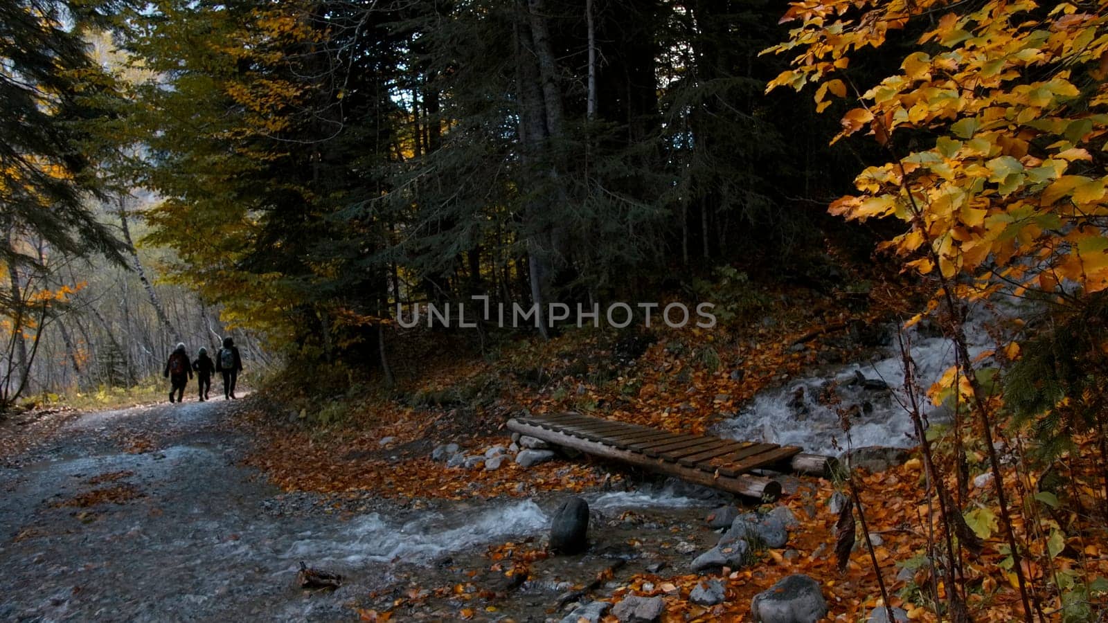 Small group of hikers walking by trail in autumn forest. Creative. Wet wood with yellow leaves and mountain stream