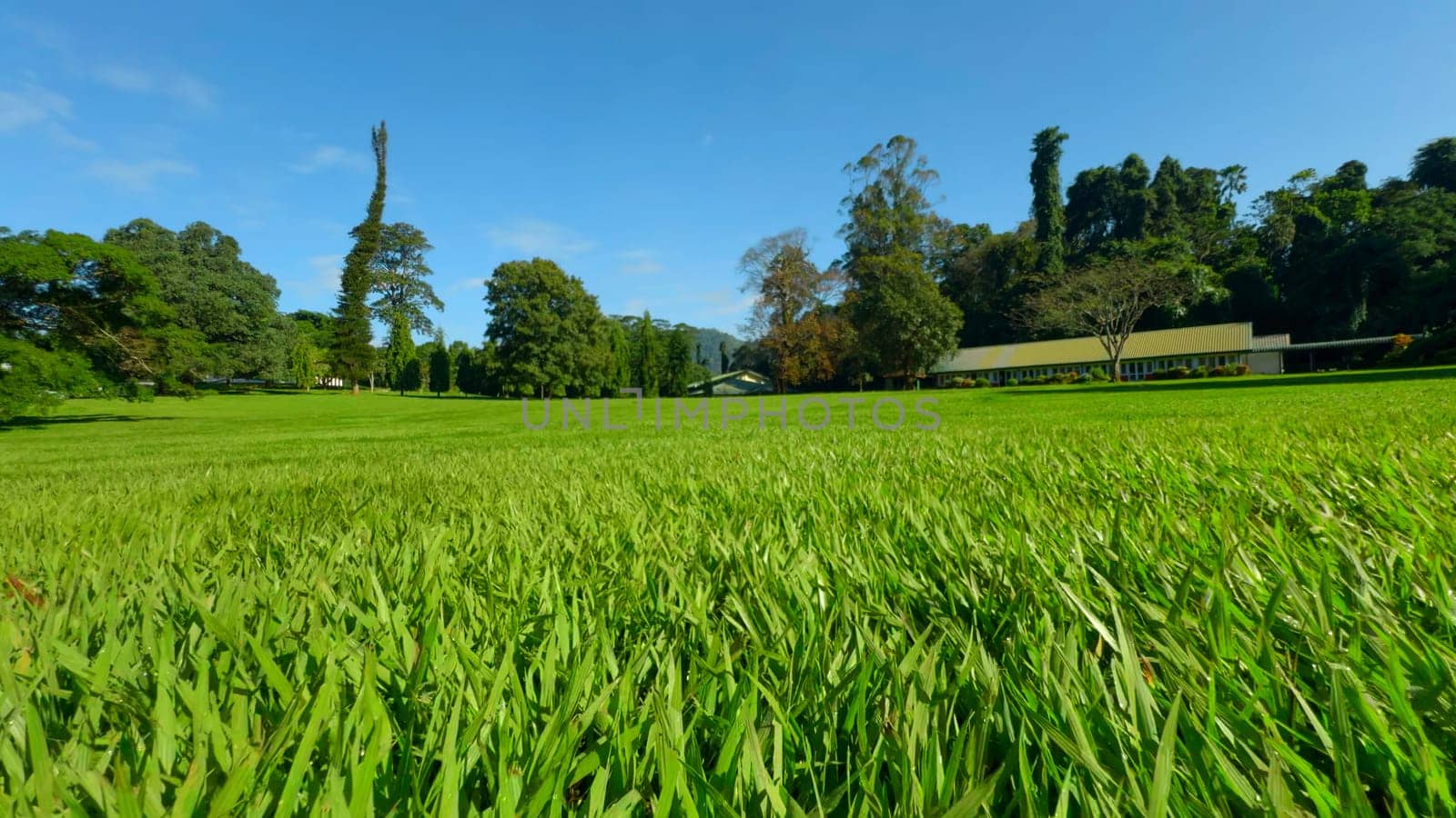 Close-up of beautiful green lawn in park. Action. Movement on surface of green lawn in park on sunny summer day. Beautiful manicured lawn in park.