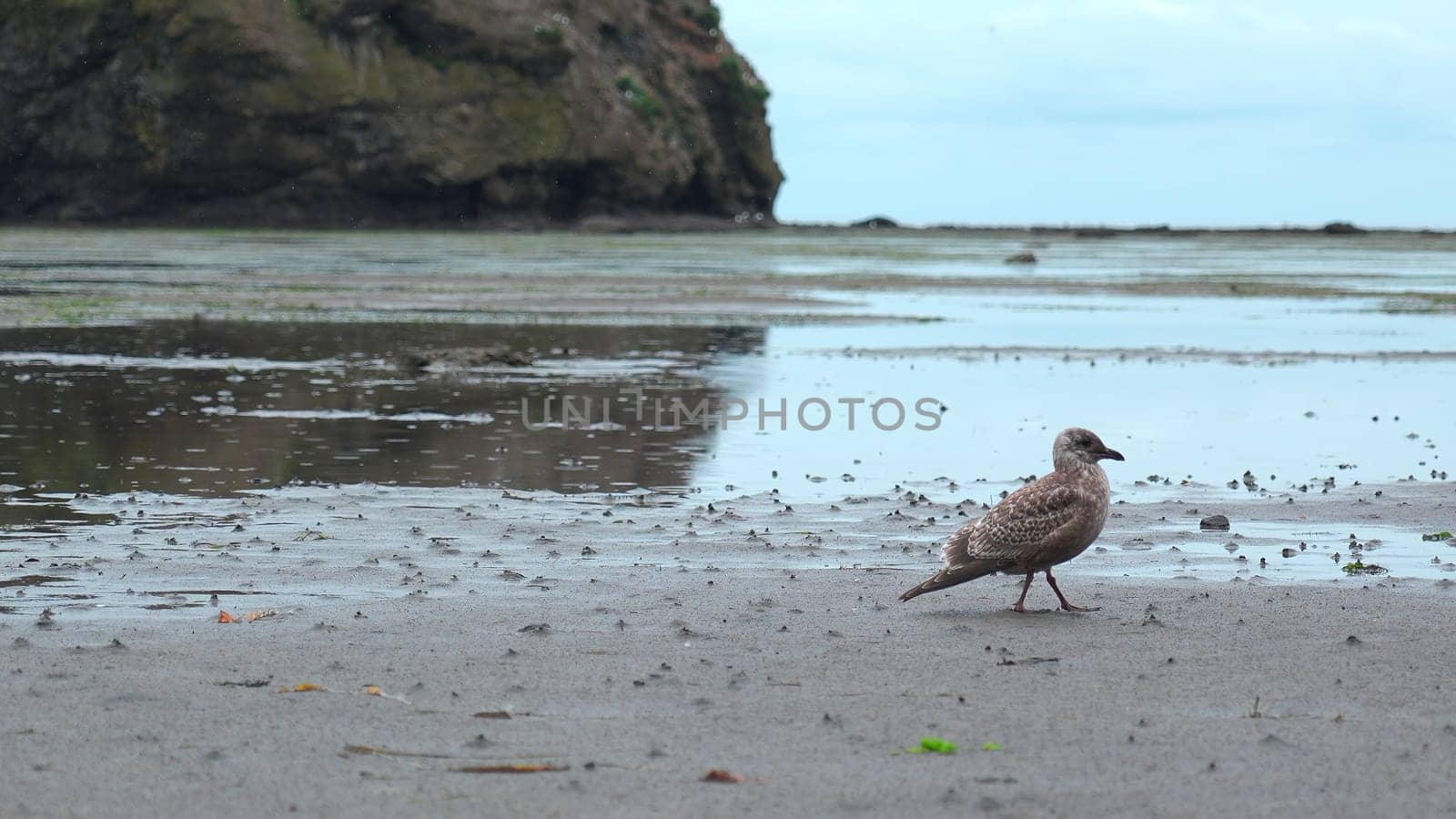 Beautiful seagull on seashore on cloudy day. Clip. Brown mottled seagull on sandy seashore. Seagull walks on seashore
