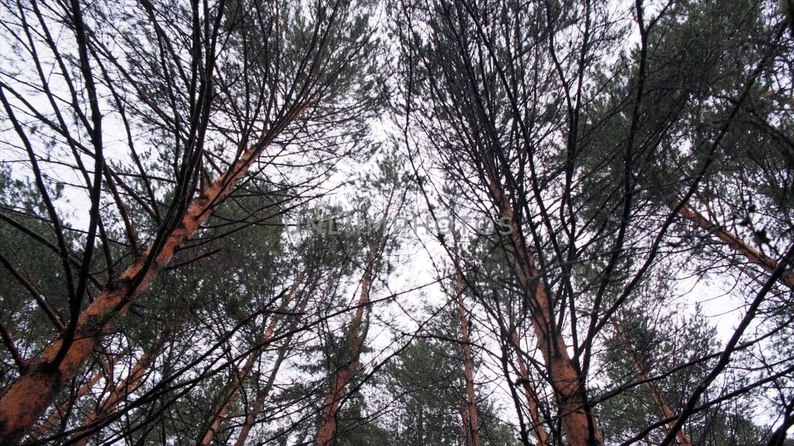 Beautiful view of trees tops in autumn forest in nature reserve. Clip. Bottom view of coniferous forest and cloudy sky