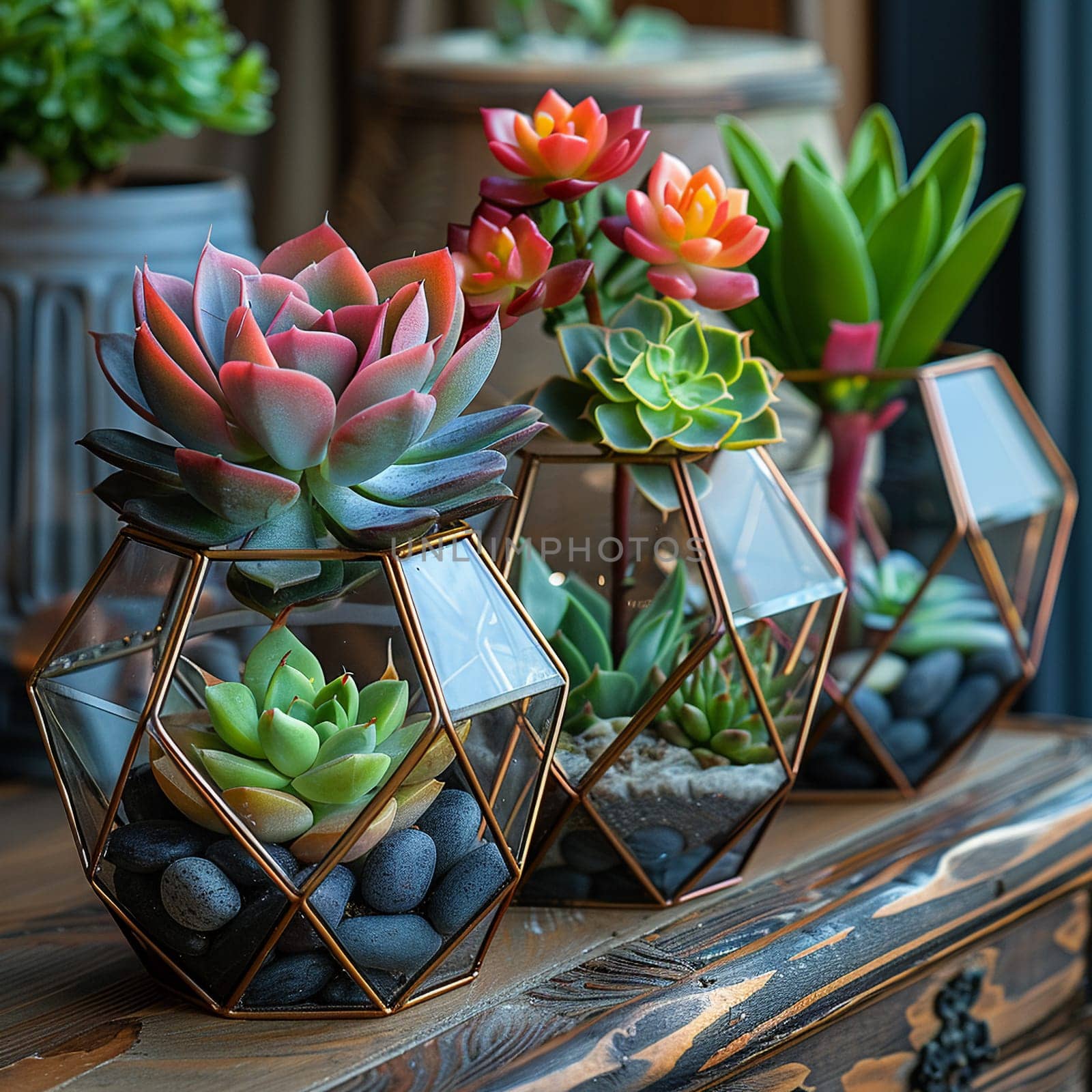 Collection of succulents in geometric terrariums, showcasing modern home decor.