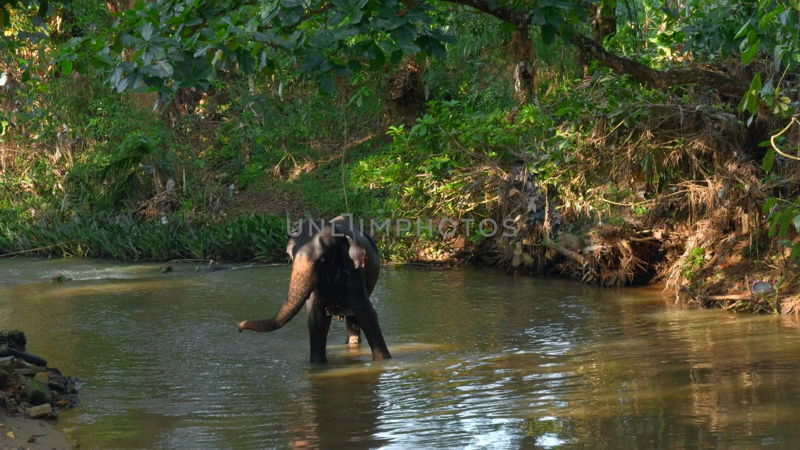 Little elephant in river. Action. Baby elephant is playing in river in jungle. Little elephant is playing alone in river in jungle by Mediawhalestock