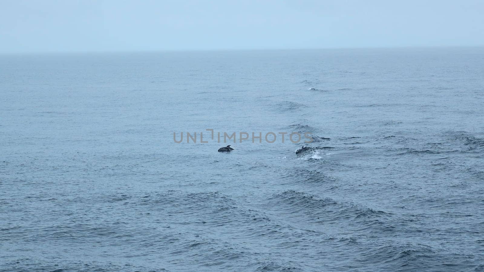 Blue sea with waves and swimming dolphins. Clip. Wild dolphins swimming in open sea in cloudy weather. Exciting sight of swimming dolphins on ocean surface by Mediawhalestock