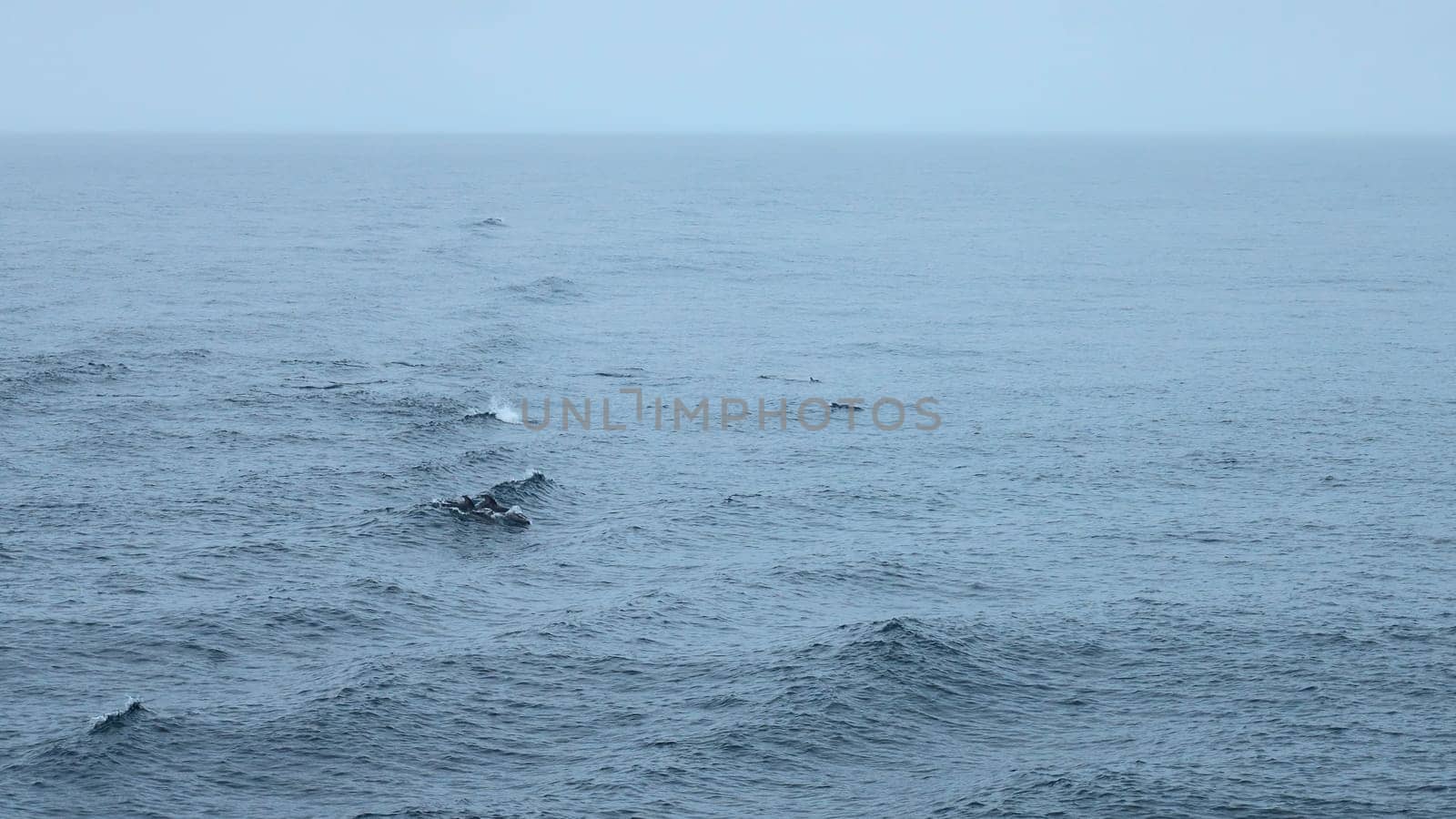 Blue sea with waves and swimming dolphins. Clip. Wild dolphins swimming in open sea in cloudy weather. Exciting sight of swimming dolphins on ocean surface.