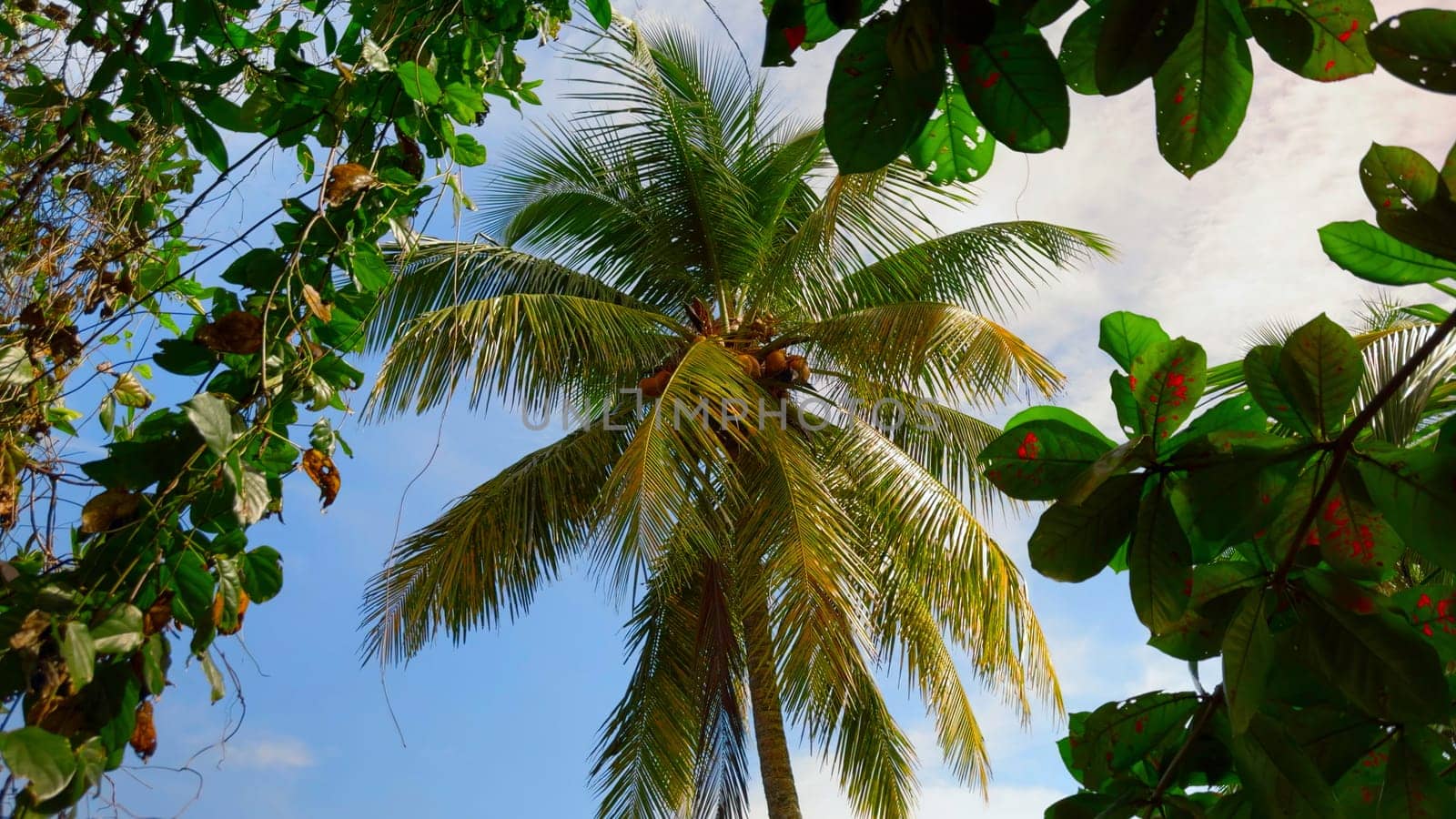 Palm trees in tropical jungle forest in a sunny day. Action. Green fresh leaves swaying in the wind