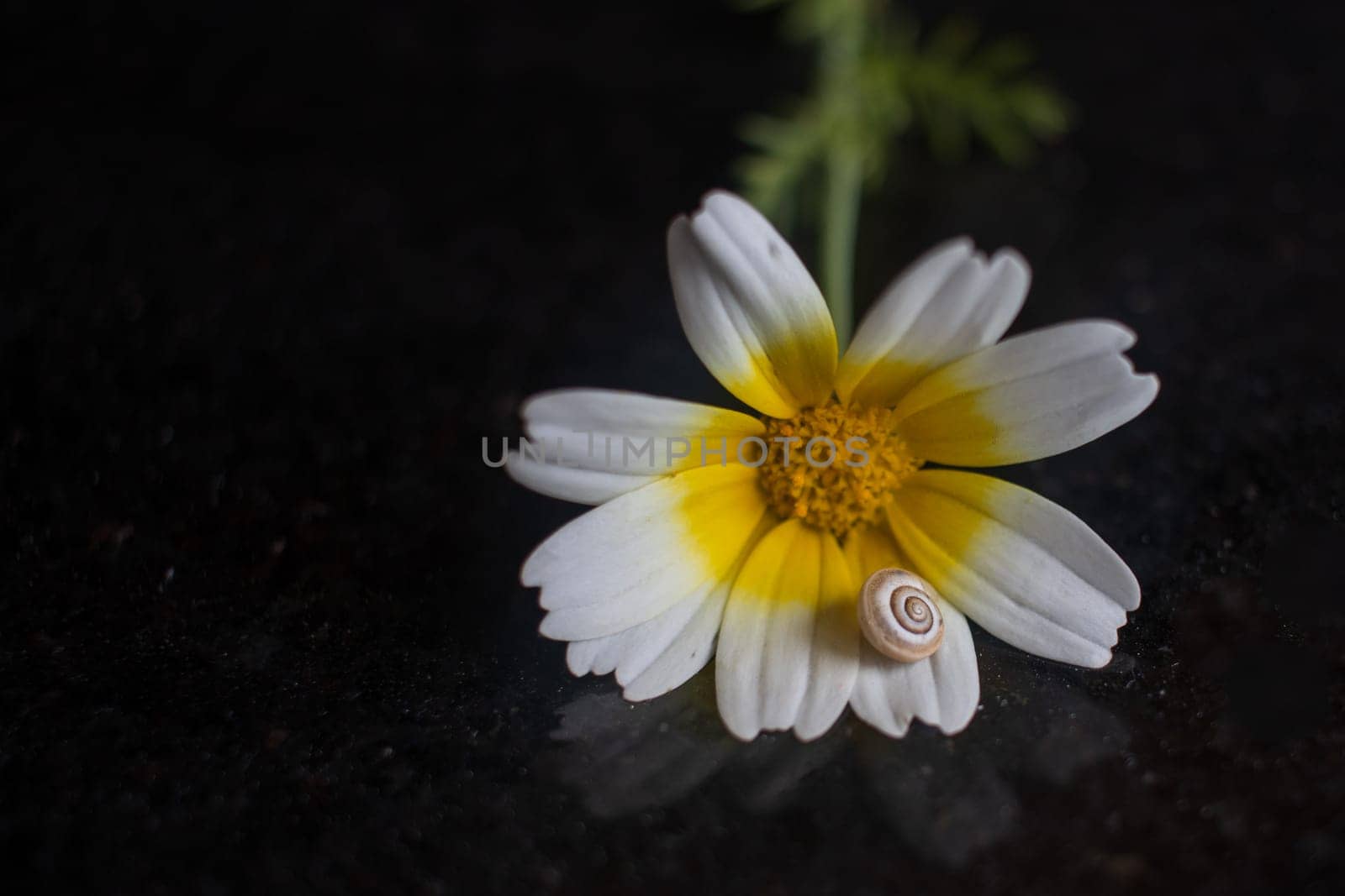 A flower from the daisy family, with white and yellow petals, with a snail perched on it. This herbaceous plant is an annual plant, perfect for macro and still life photography