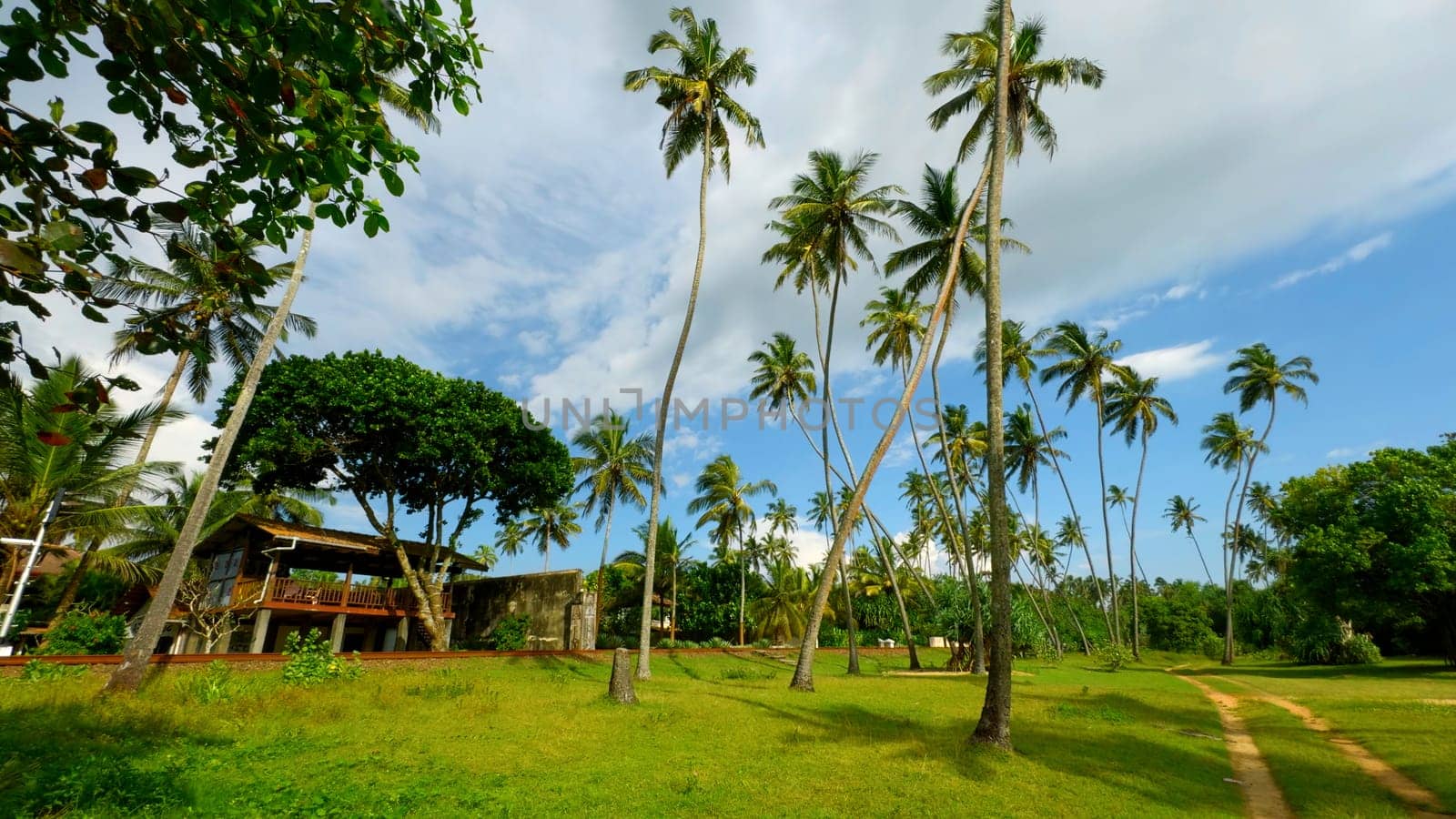 Natural landscape of palm trees and green bright grass. Action. Beautiful cottage and summer countryside landscape. by Mediawhalestock