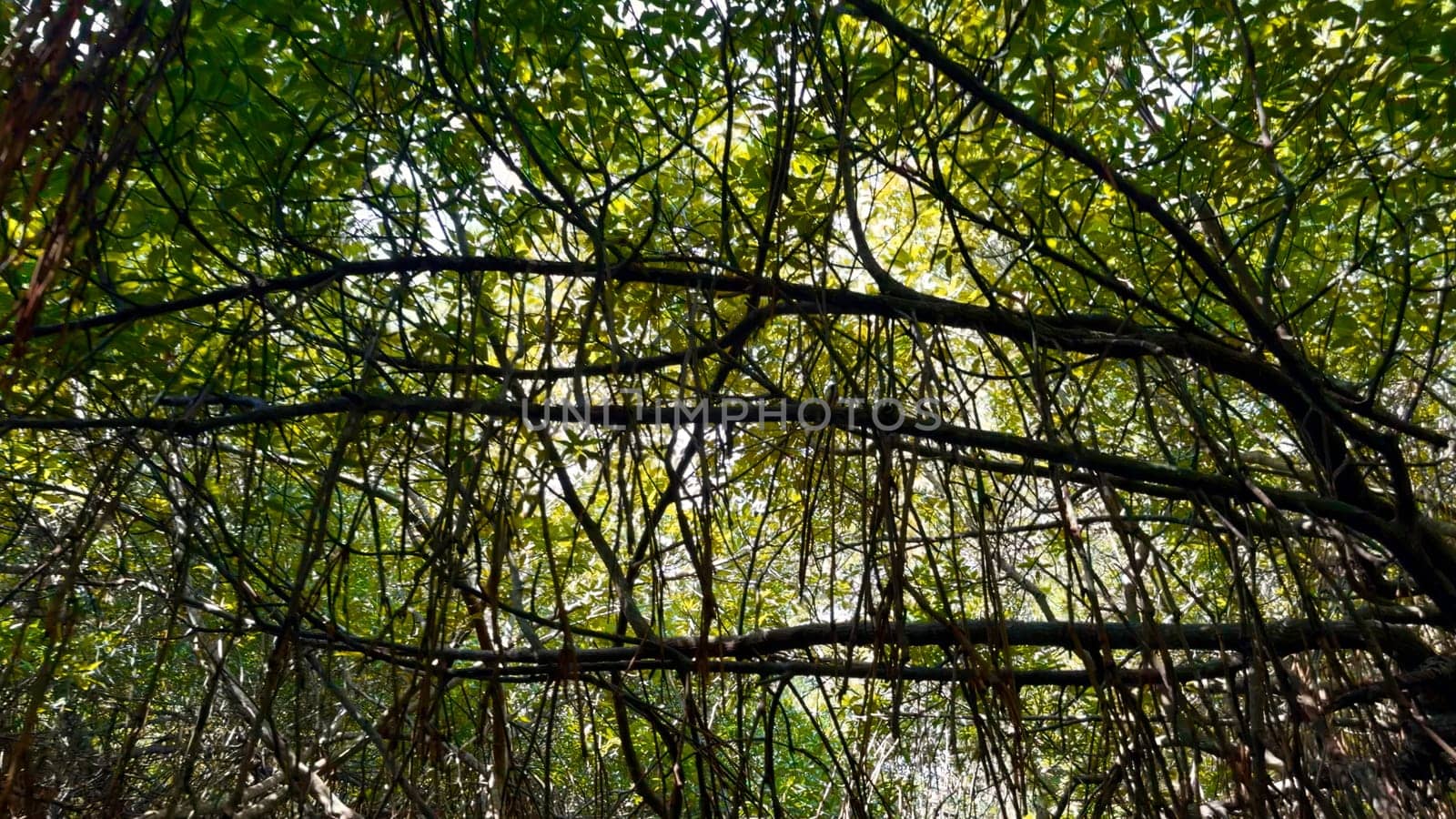 Moving through a tropical forest with large trees and green crowns. Action. Low angle view of hanging branches with green leaves
