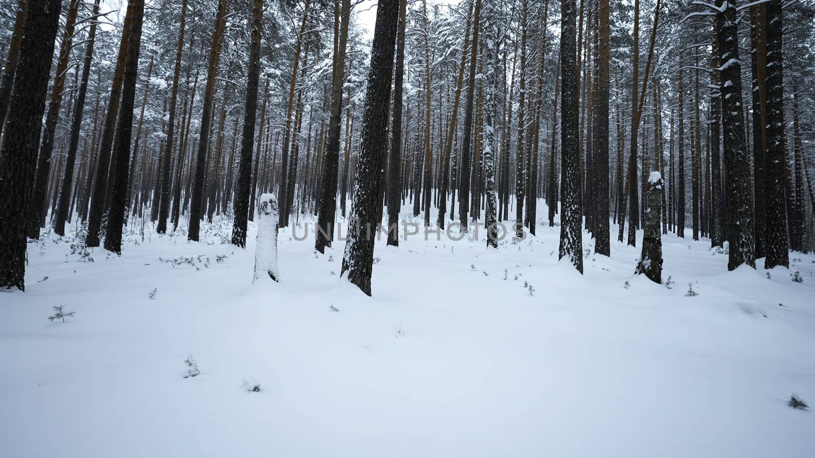 View of winter forest with camera turns. Media. Camera's view around you in winter forest. Camera rotation in wild forest on winter day by Mediawhalestock