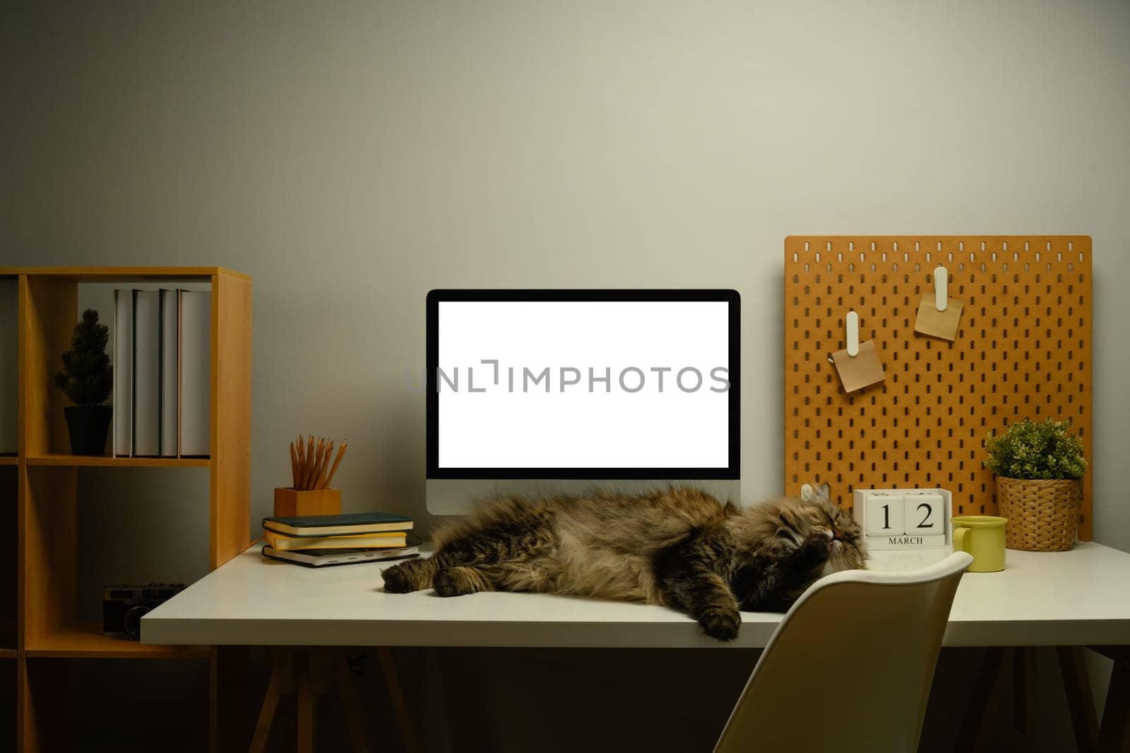 Lovely cat lying down on table near blank computer monitor and stationery.