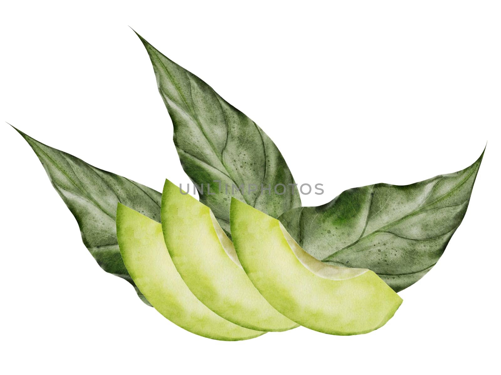 Avocado. Watercolor hand drawing on isolated white background. Composition of ripe fruit slices and leaves. Ideal for menu design and vegetarian recipe books. Botanical illustration realism. High quality illustration