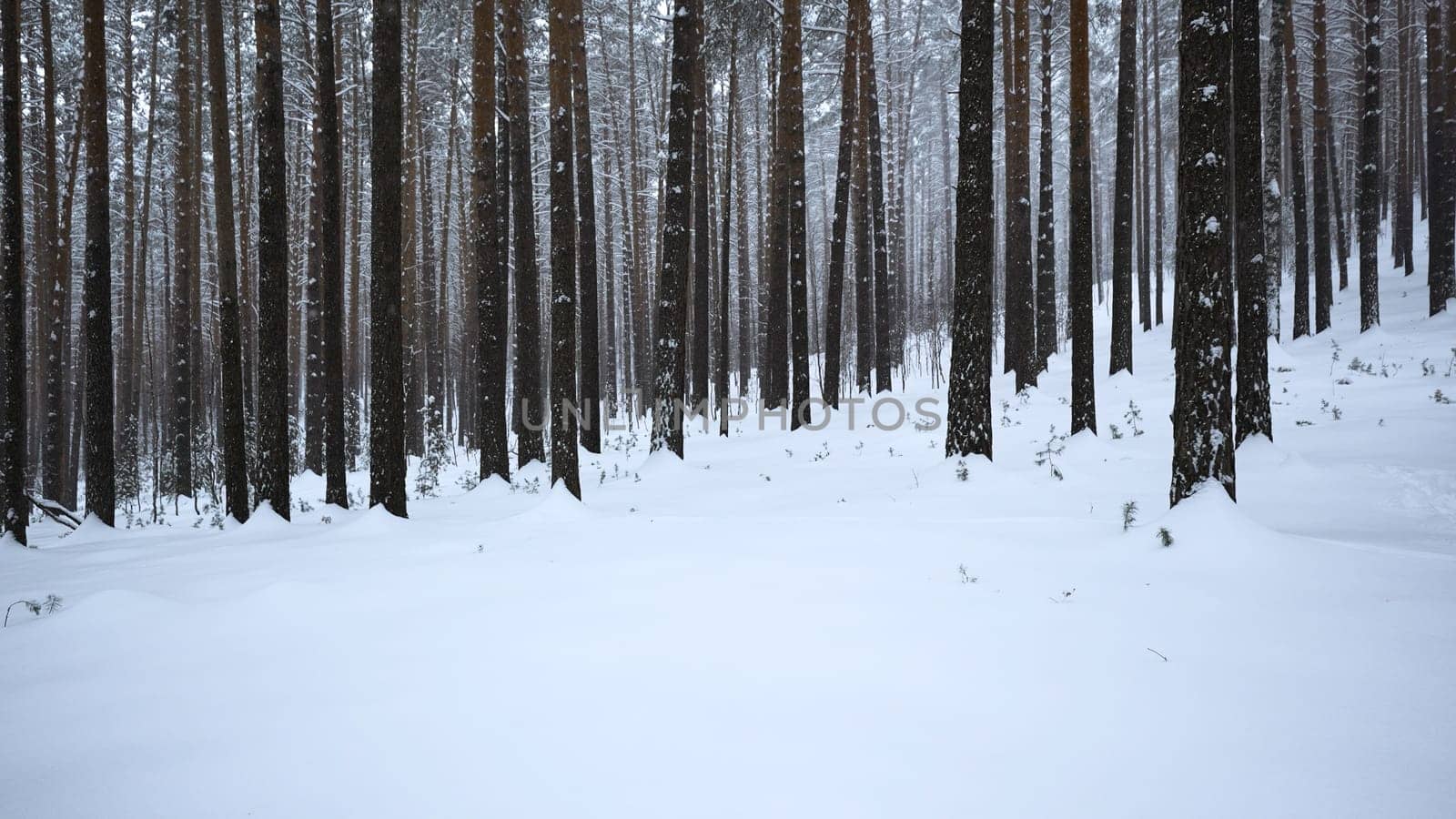 Beautiful view in forest with tree trunks on winter day. Media. Calming view of winter forest with falling snow. Beautiful landscape in winter forest during snowfall by Mediawhalestock