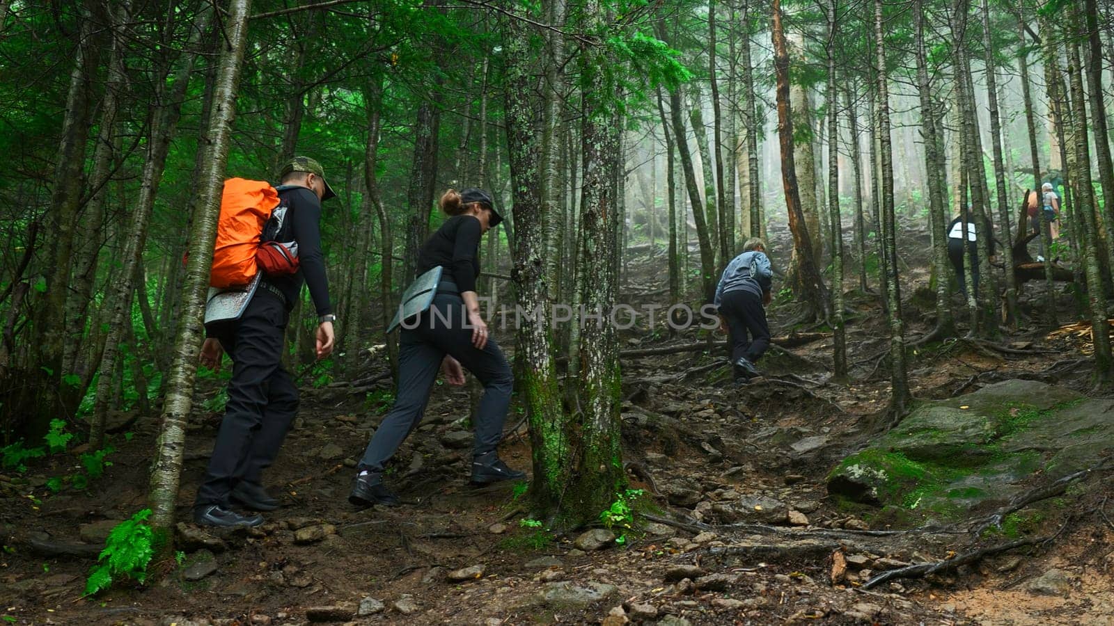 Group of tourists is walking on mountain trail in dense forest. Clip. Tourists climb mountain slope in green forest. Tourists walk along the trail up forest slope.