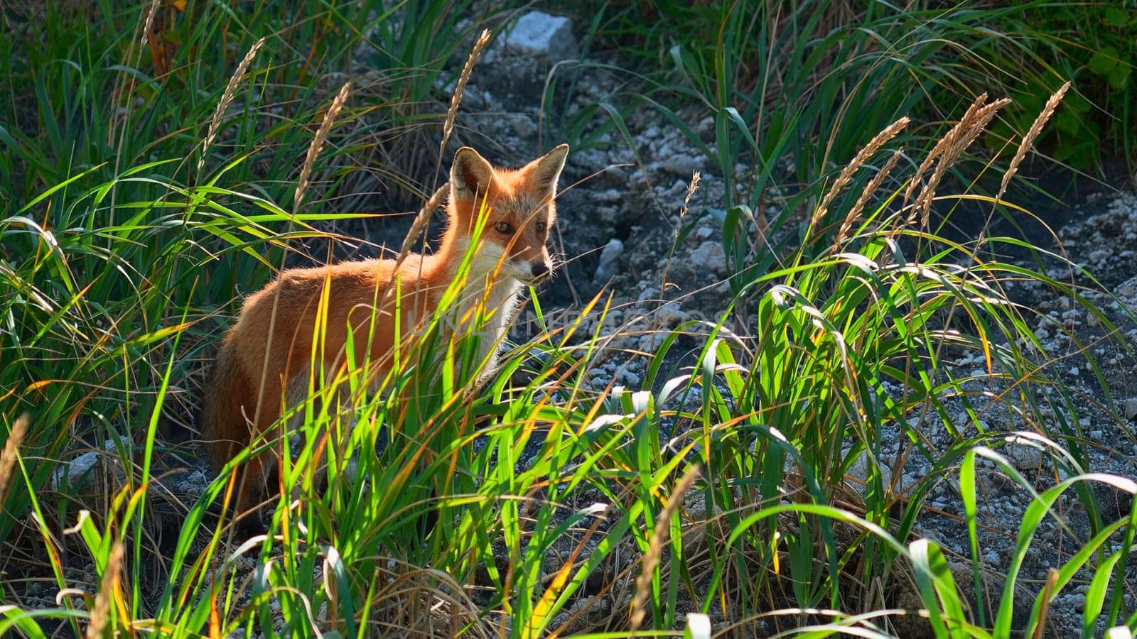 Red fox in grass. Clip. Red fox runs along stone slope with green grass. Shooting wildlife with red fox and tall green grass.