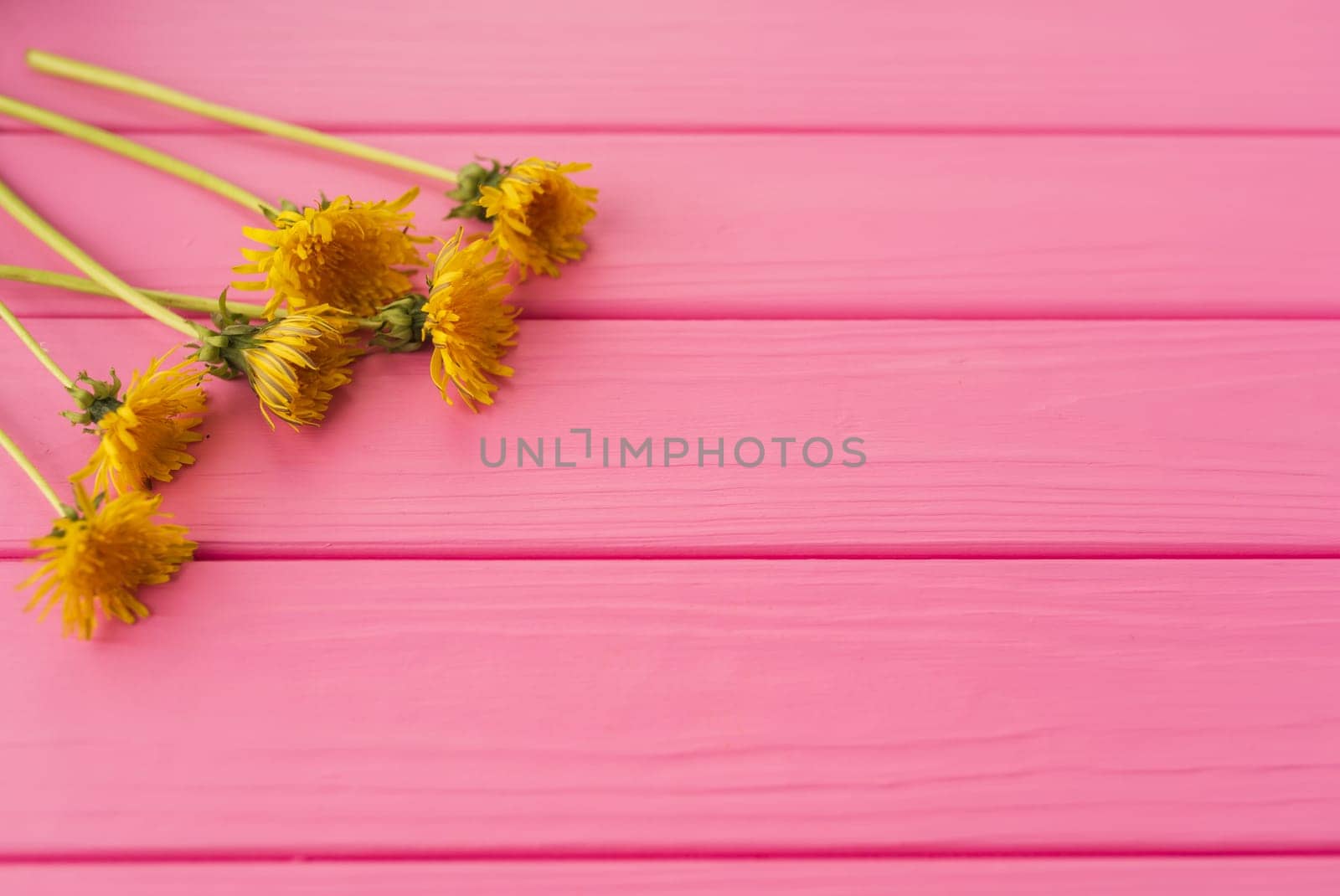 Summer abstract background mockup flowers borders frames yellow dandelions by AndriiDrachuk