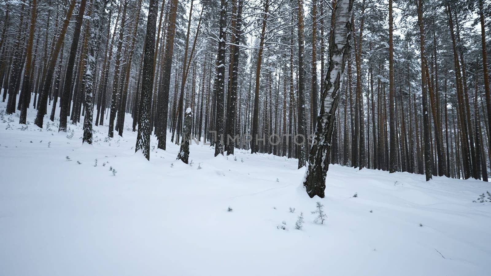 View of winter forest with camera turns. Media. Camera's view around you in winter forest. Camera rotation in wild forest on winter day.