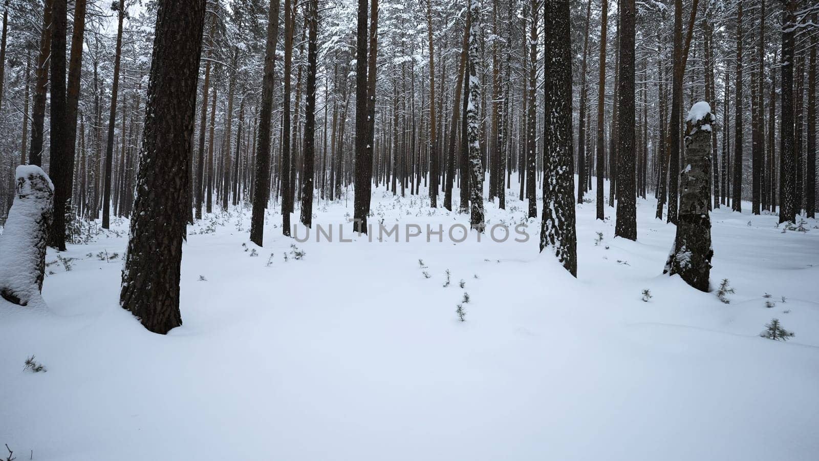 Beautiful dive into winter forest. Media. Video walk in calm winter forest. Beautiful wild forest with snow on winter day.