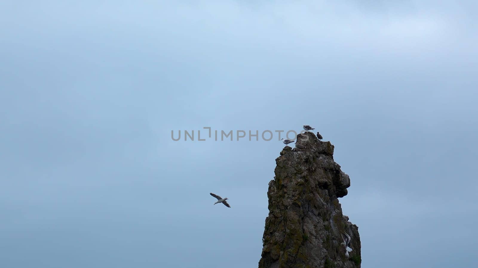 Top of long cliff with seagulls. Clip. Seagulls sit on top of cliff on background cloudy sky. Seagulls fly and sit on small rock in sea in cloudy weather.