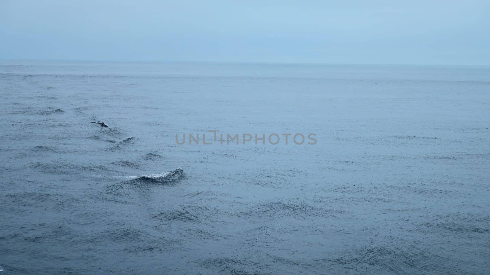 Beautiful sea surface with dolphin fins. Clip. Surface of open ocean with swimming dolphins in cloudy weather. Fins of swimming dolphins above surface of blue sea by Mediawhalestock