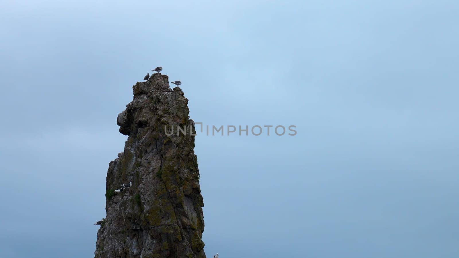 Top of long cliff with seagulls. Clip. Seagulls sit on top of cliff on background cloudy sky. Seagulls fly and sit on small rock in sea in cloudy weather.