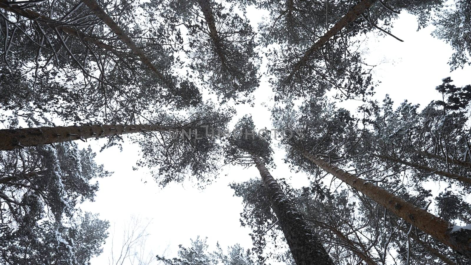Dizzying view of winter trees. Media. Beautiful view from below of tree crowns in winter forest. Beautiful rotating view of treetops in winter.