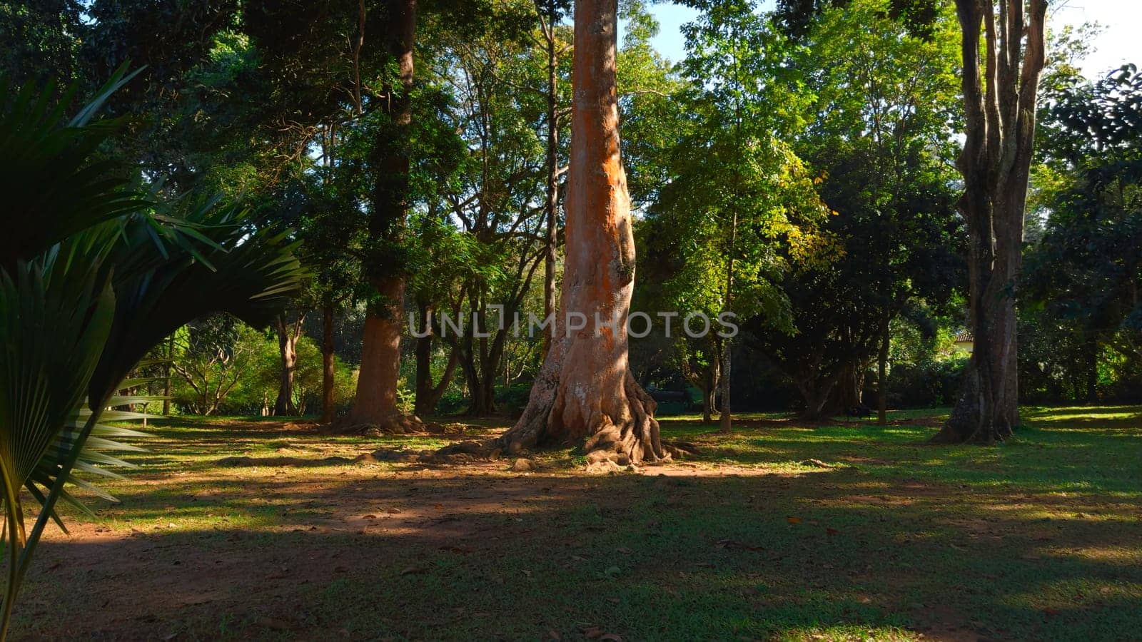 Beautiful trees in park on sunny summer day. Action. Beautiful soothing landscape of green park with large trees on sunny day. Well-maintained park with green trees on sunny summer day.