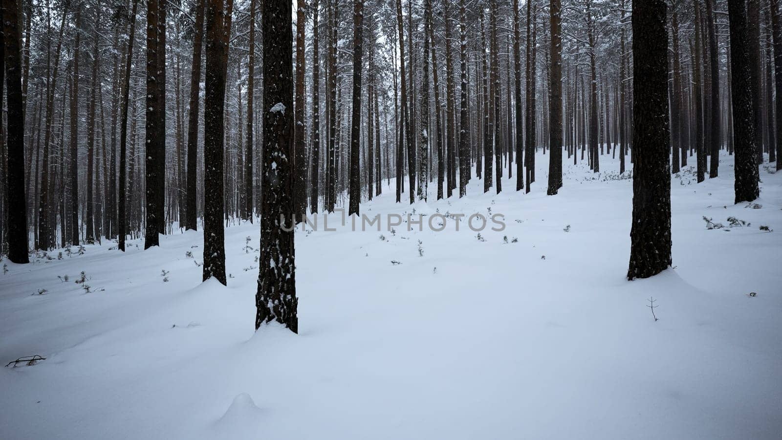 Pine forest in the snow. Media. Winter forest with snow covered trees and slowly falling snowflakes. by Mediawhalestock