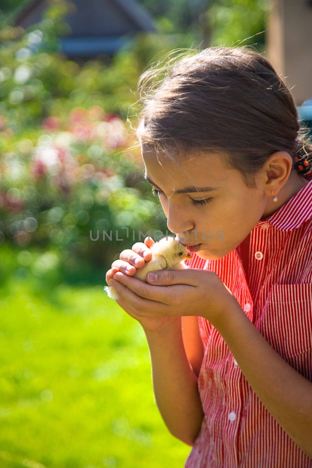 A child plays with a chicken. Selective focus. by yanadjana