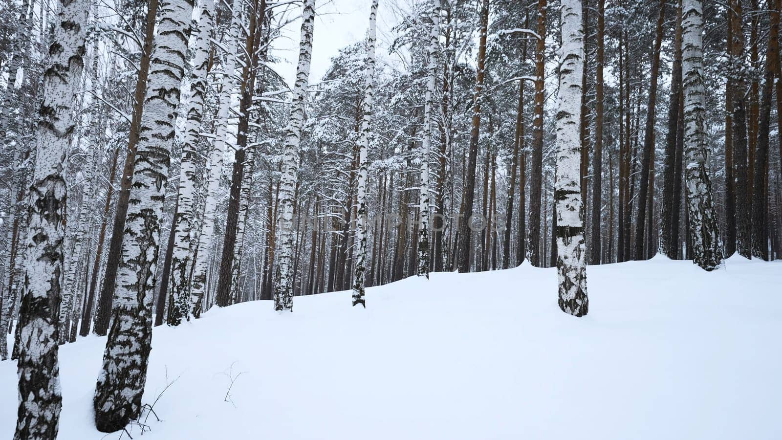 Circular view of winter forest. Media. Overview of wild forest with many tree trunks on winter day. Look at wild winter forest.