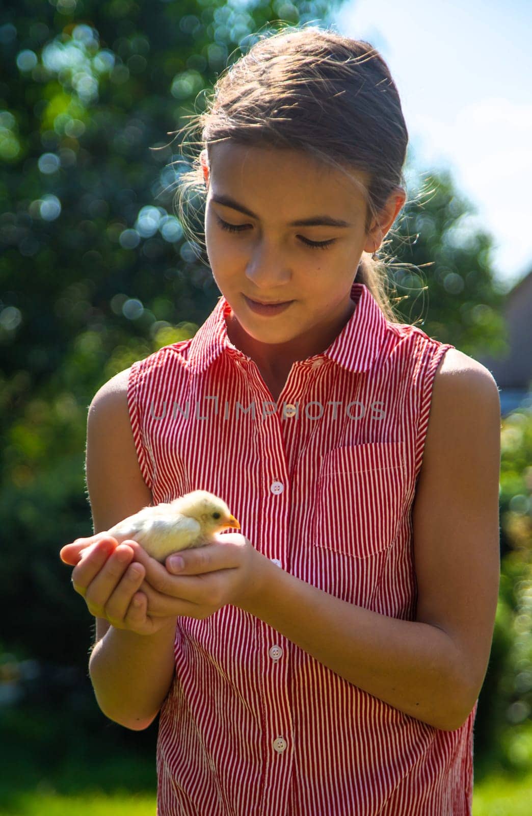 A child plays with a chicken. Selective focus. by yanadjana