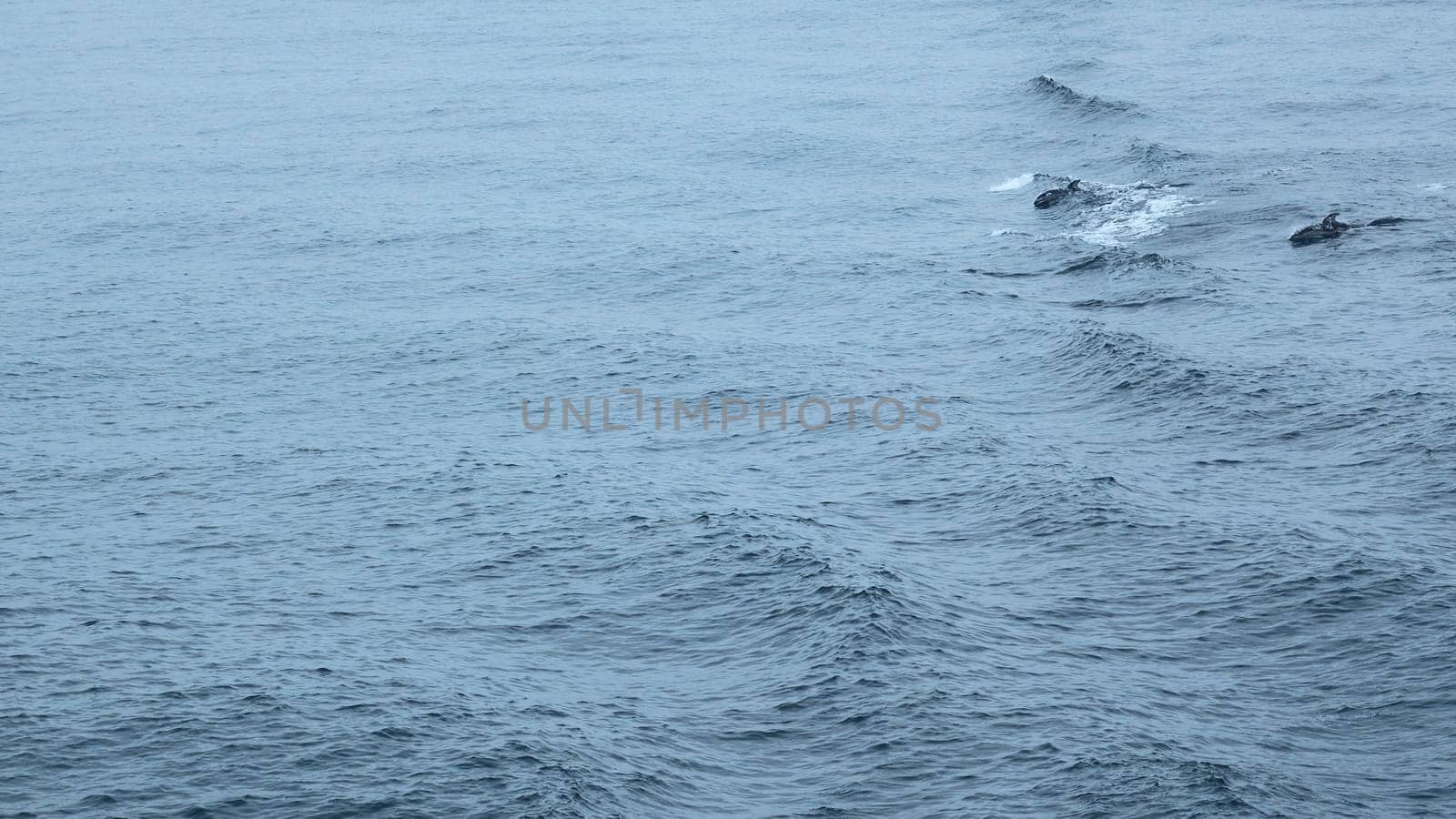 Blue sea with waves and swimming dolphins. Clip. Wild dolphins swimming in open sea in cloudy weather. Exciting sight of swimming dolphins on ocean surface.