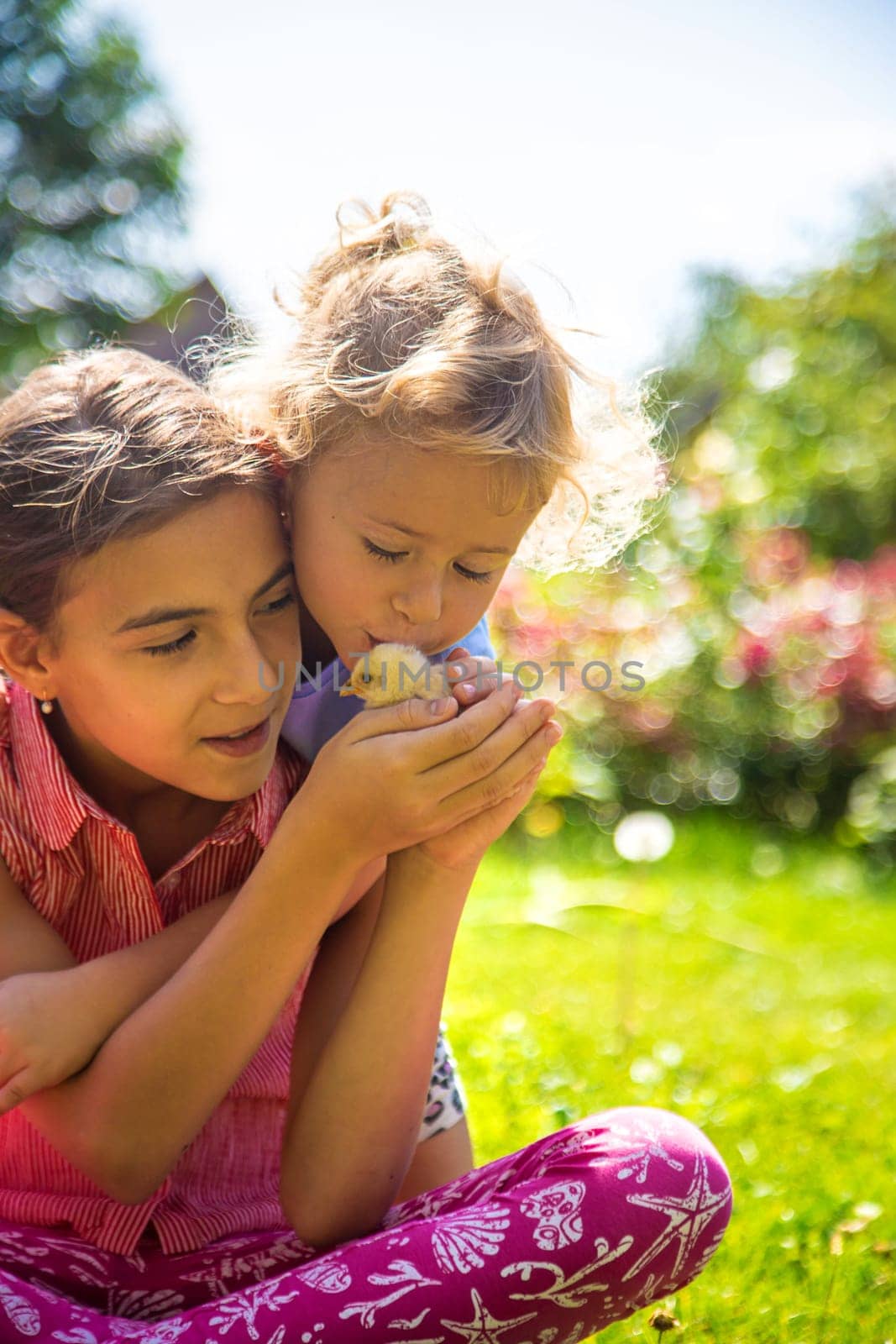 A child plays with a chicken. Selective focus. animal.