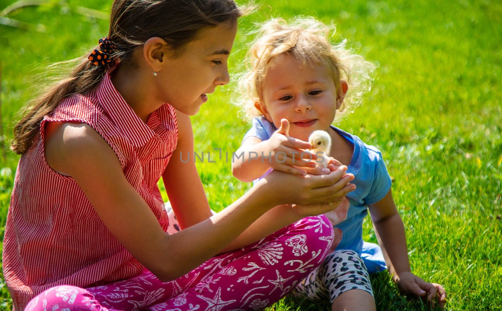 A child plays with a chicken. Selective focus. animal.