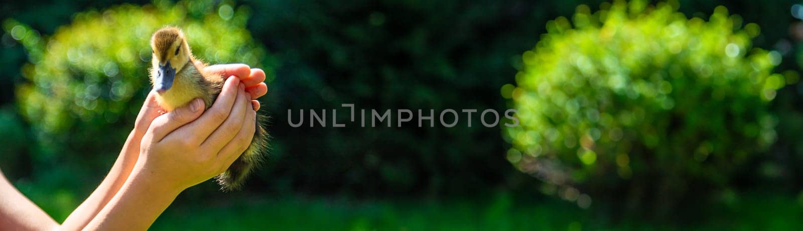 A child plays with a duckling. Selective focus. by yanadjana