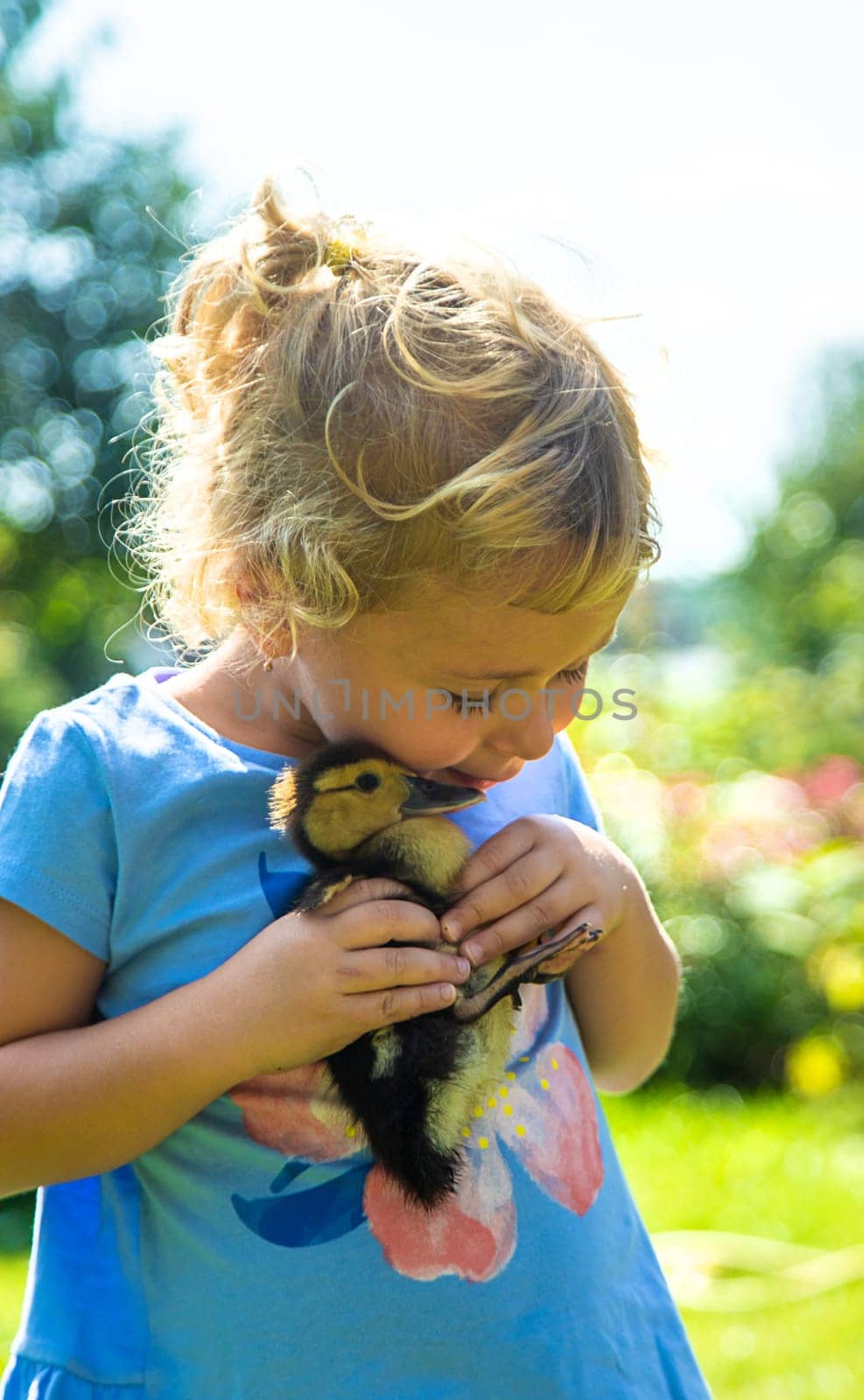 A child plays with a duckling. Selective focus. by yanadjana