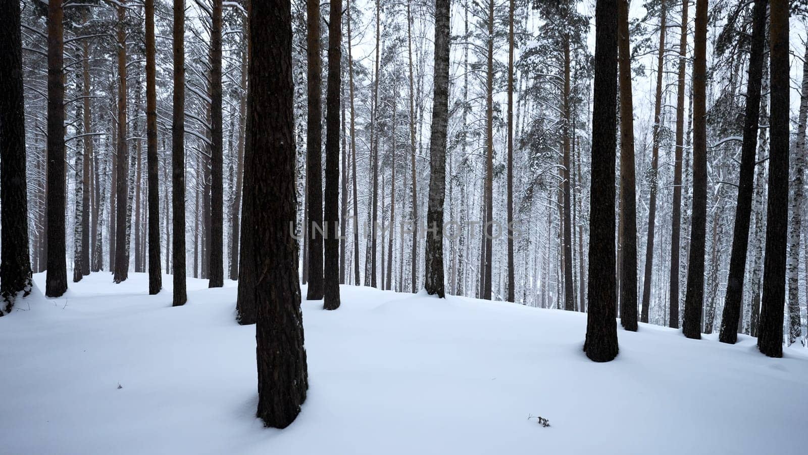 Beautiful scenery with snowy white forest In winter frosty day. Media. Amazing pine scenic view of park woods