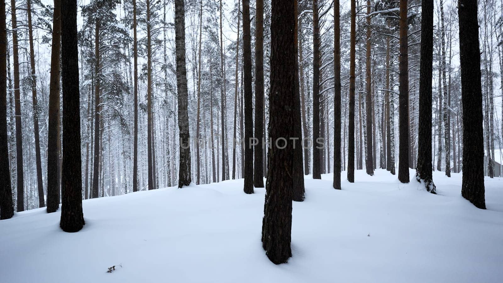 Winter landscape with pine trees covered with snow in white forest. Media. Fairytale winter forest during snowfall